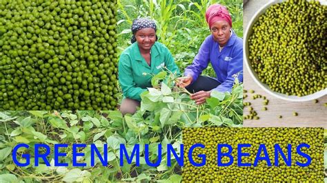mongo seeds in english|Mung Bean Farming and Production Guide .